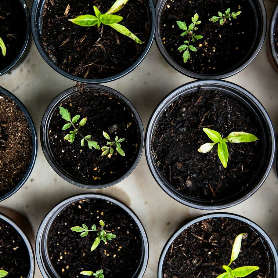 Rows of seedlings started in nursery pots, ready for planting